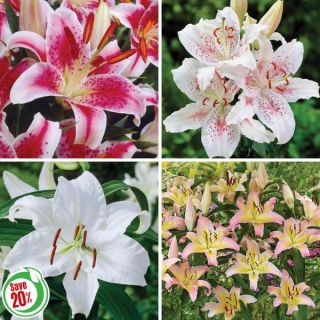 Oriental Lily Collection Thumbnail